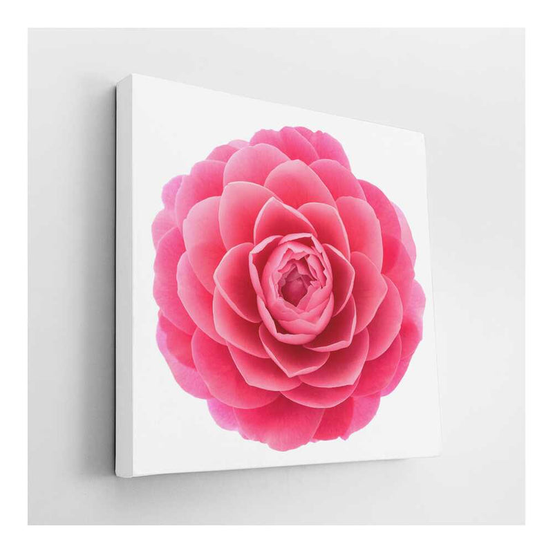 Picasoul - Picasoul Curated - Pink Camellia Flower - Wall Decor