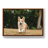 Cute Welsh Corgi Dog - Framed Canvas