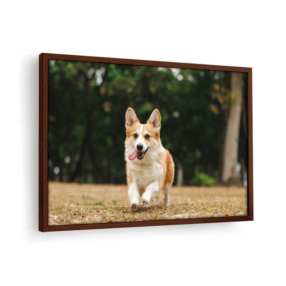 Cute Welsh Corgi Dog - Framed Canvas