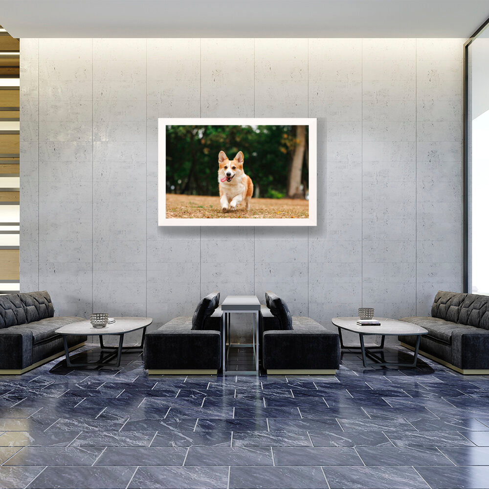 Cute Welsh Corgi Dog - Framed Canvas