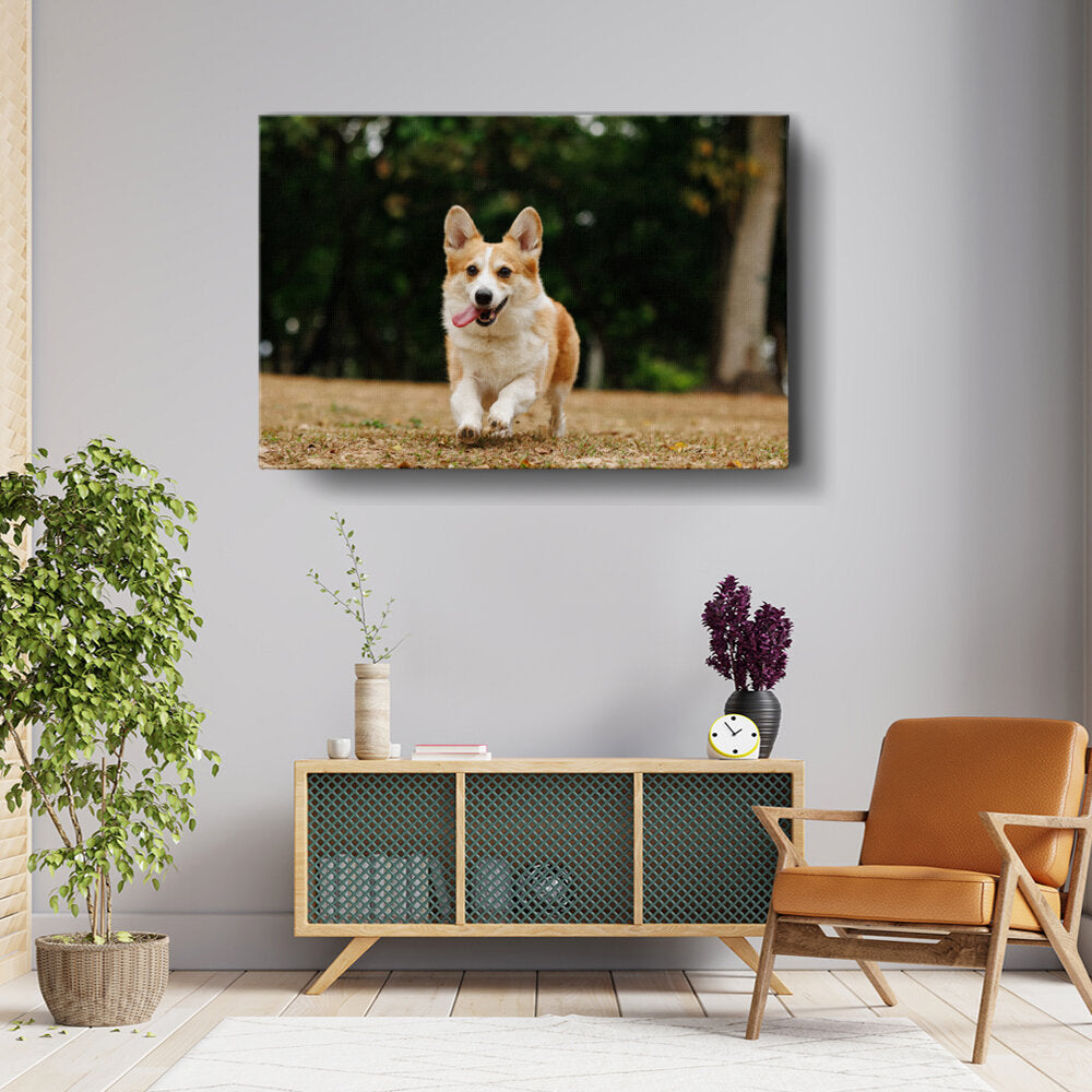 Cute Welsh Corgi Dog