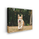 Cute Welsh Corgi Dog - Wall Canvas