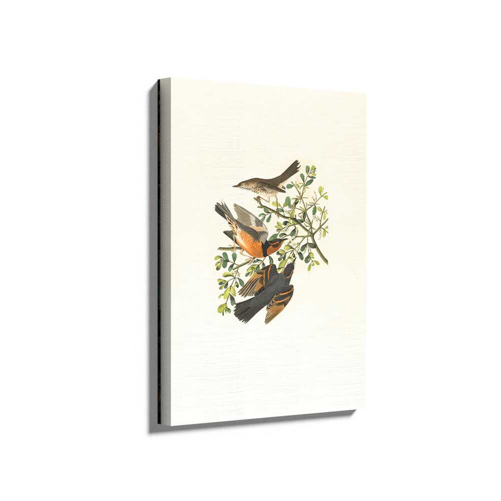 Picasoul - Picasoul Curated - Vintage Colorful Birds - Wall Decor
