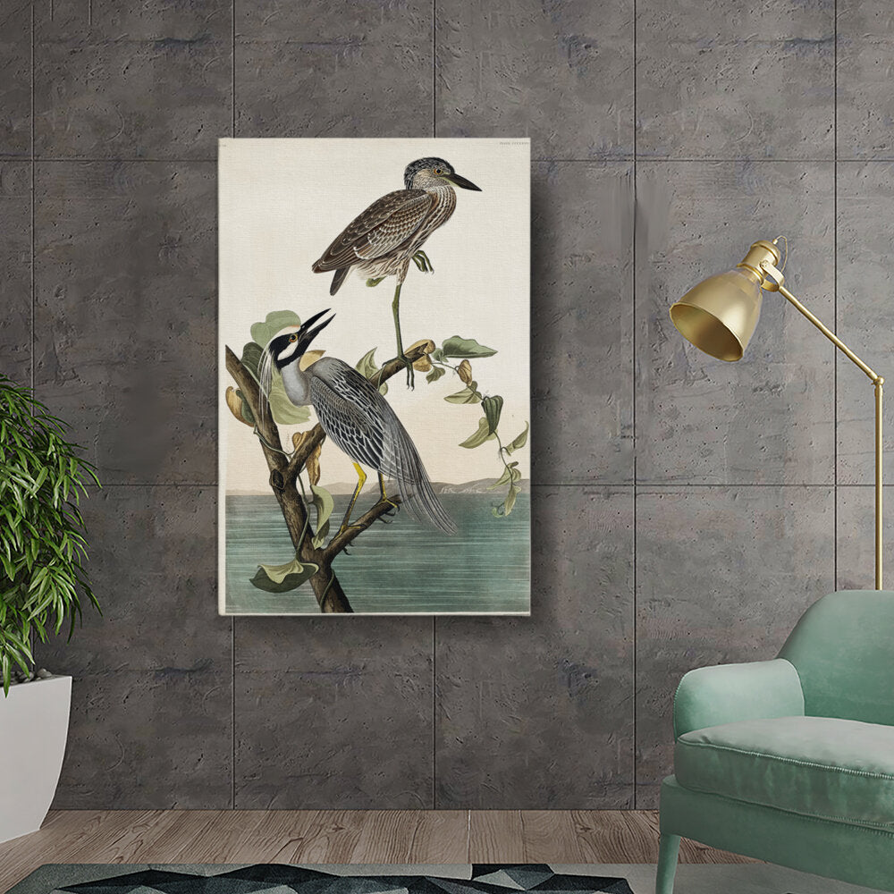 Exotic Shorebirds