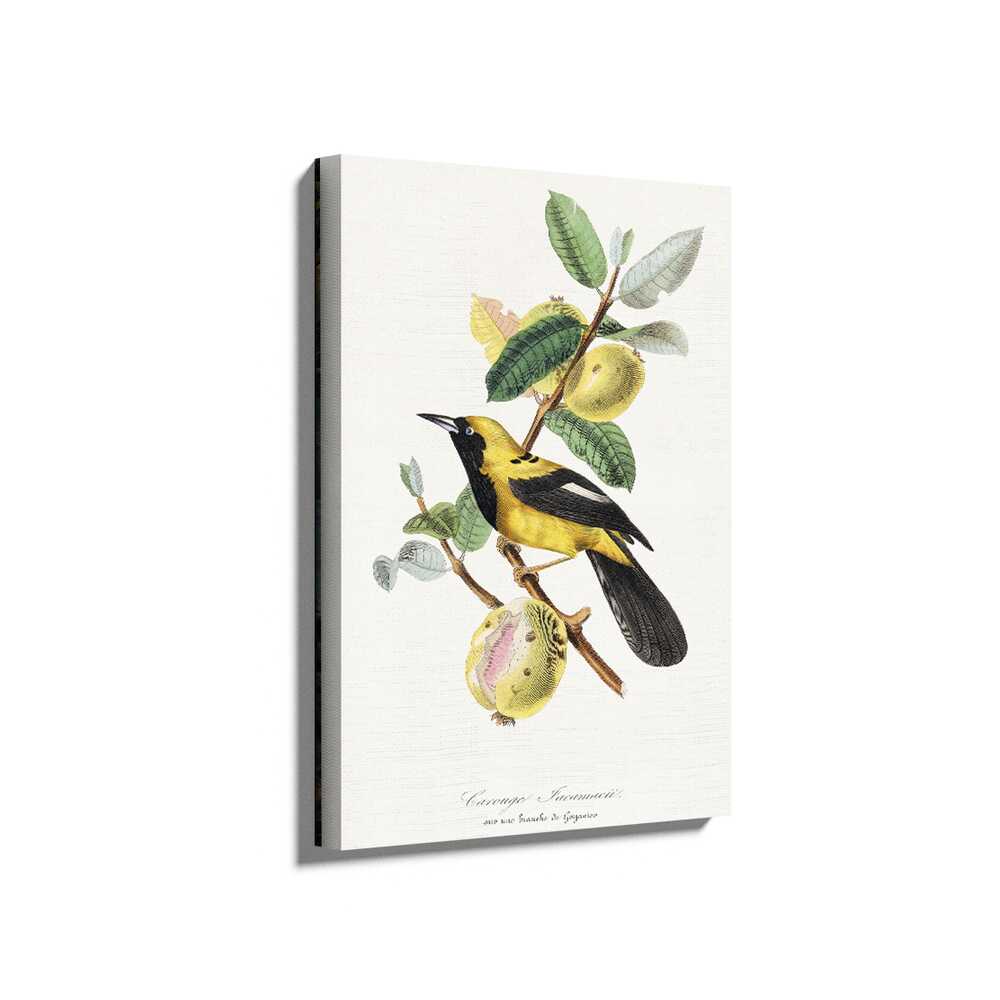 Picasoul - Picasoul Curated - Curious Yellow Bird - Wall Decor