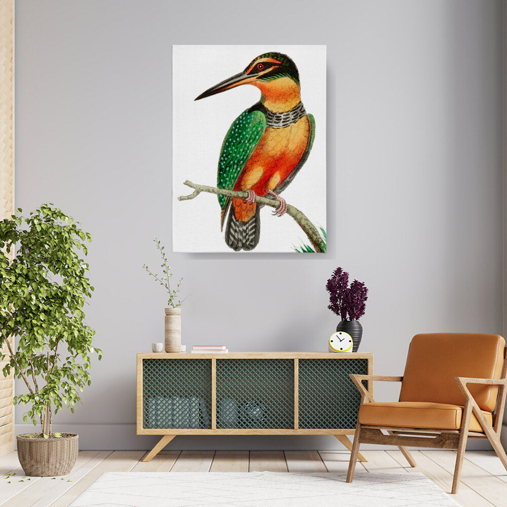 Elegant Kingfisher