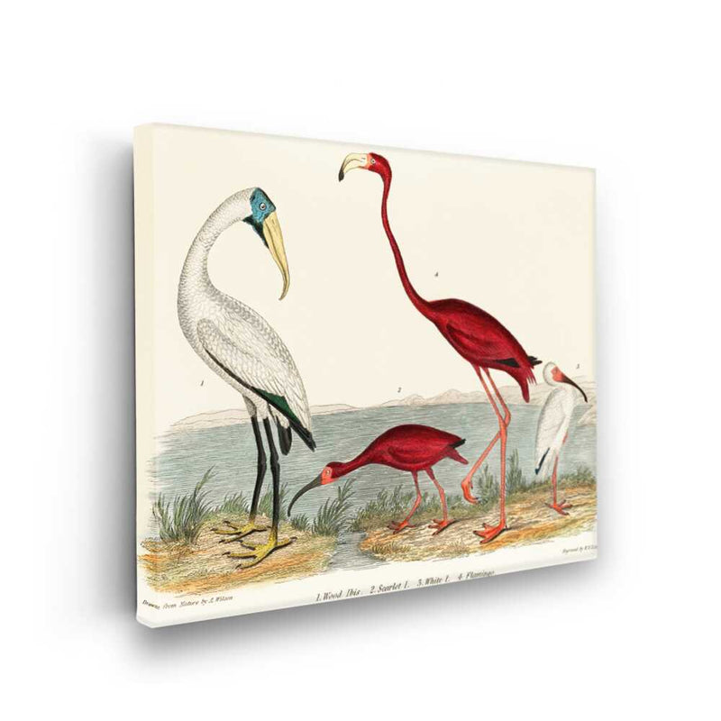 Picasoul - Picasoul Curated - Exotic Birds Of The Wetlands - Wall Decor