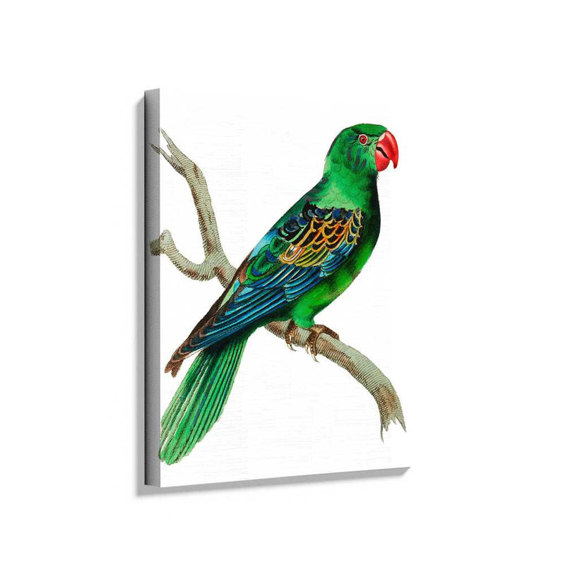 Picasoul - Picasoul Curated - Colorful Parrot On Branch - Wall Decor