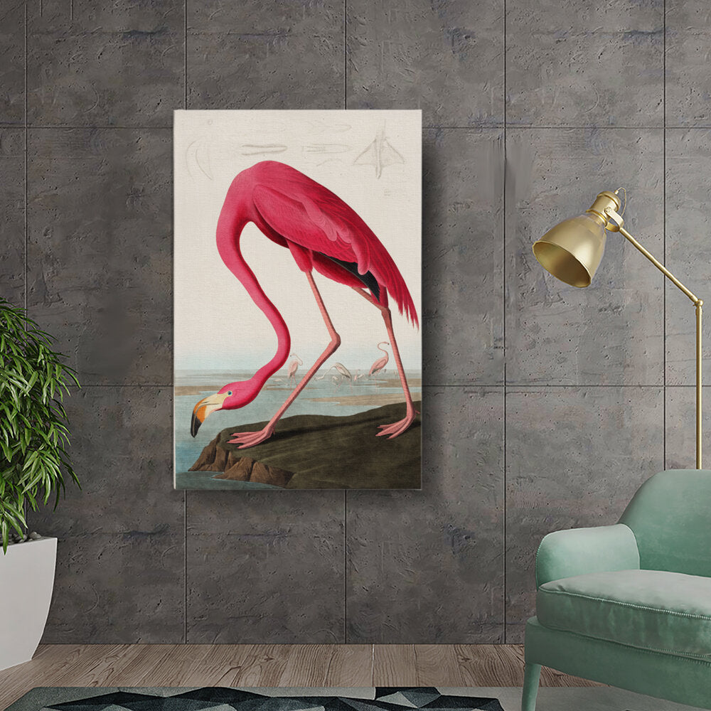 American Flamingo