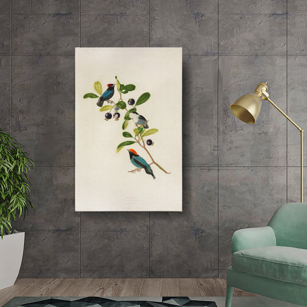 Colorful Birds On Branch