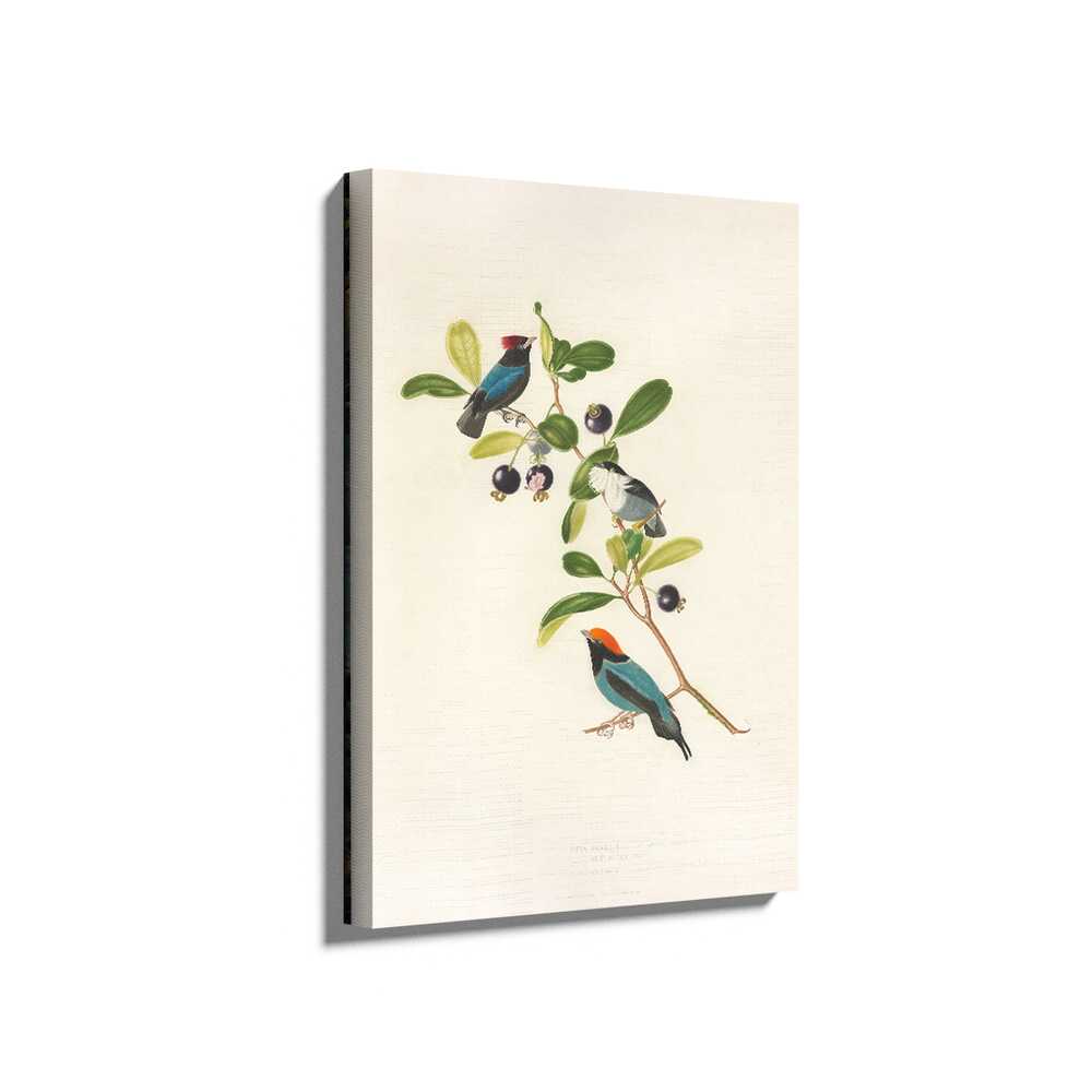 Picasoul - Picasoul Curated - Colorful Birds On Branch - Wall Decor