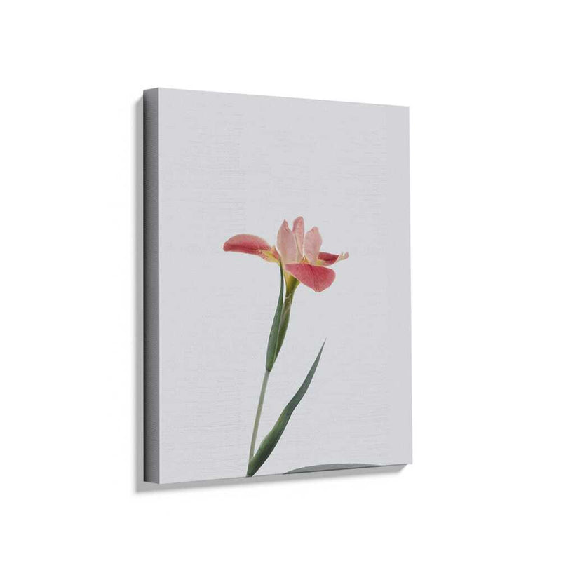Picasoul - Picasoul Curated - Elegant Flower - Wall Decor