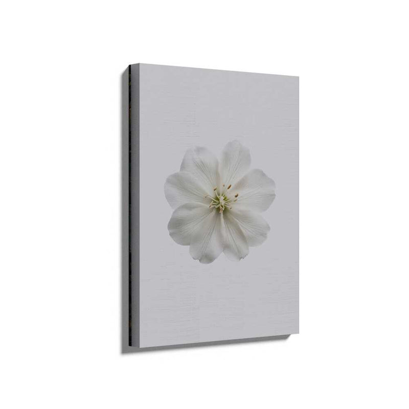 Picasoul - Picasoul Curated - Delicate White Blossom - Wall Decor