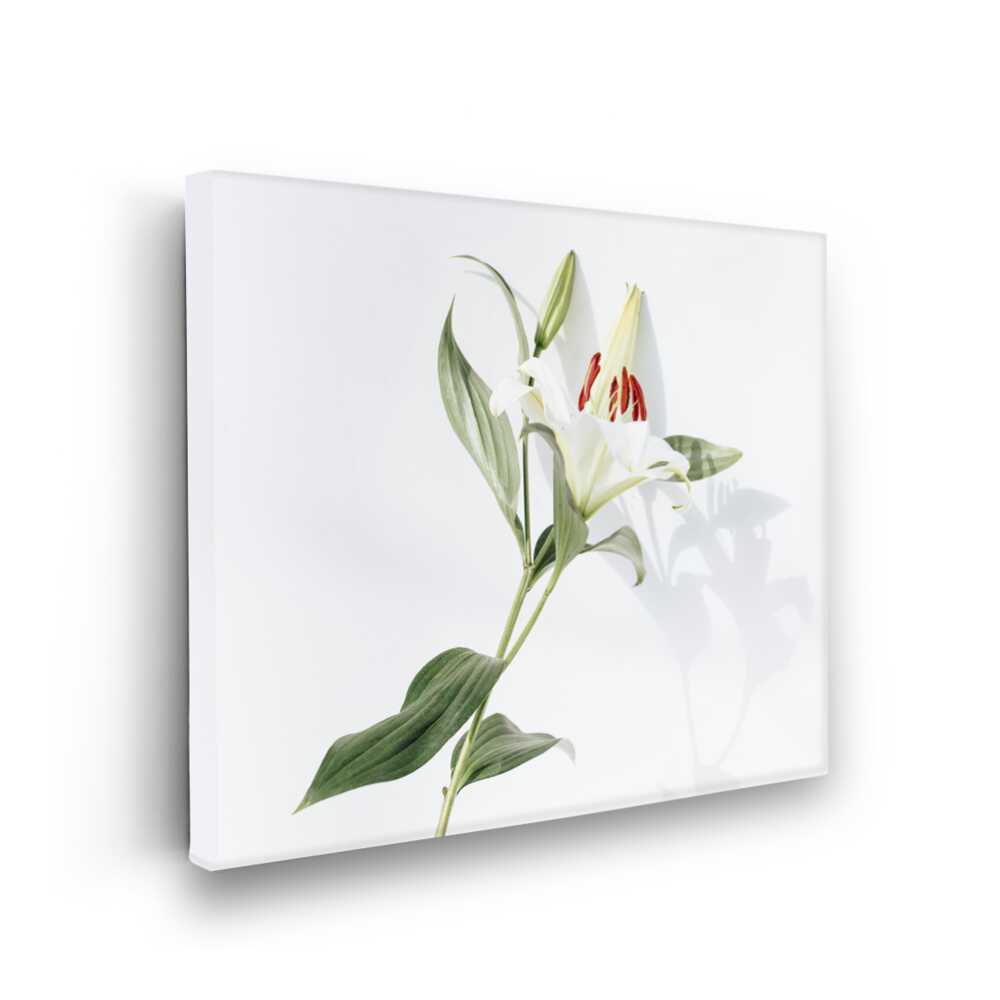 Picasoul - Picasoul Curated - Elegant Lily Bloom - Wall Decor