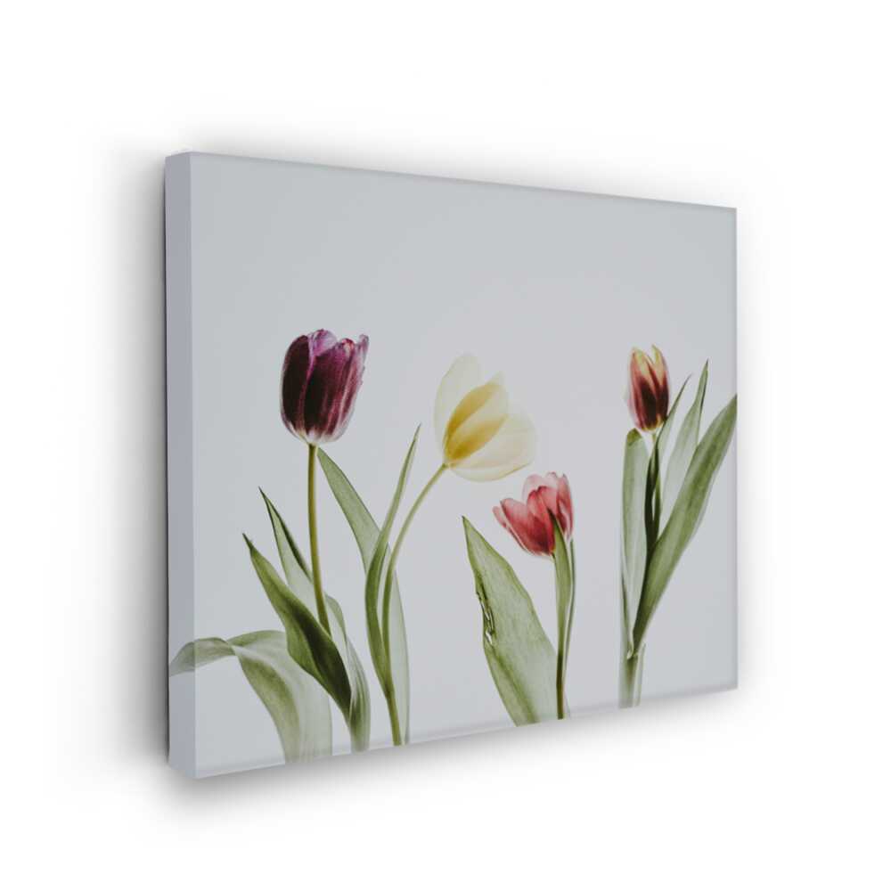 Picasoul - Picasoul Curated - Elegant Tulip Display - Wall Decor
