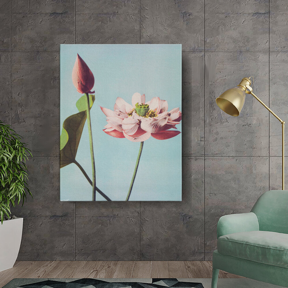 Lotus Bloom