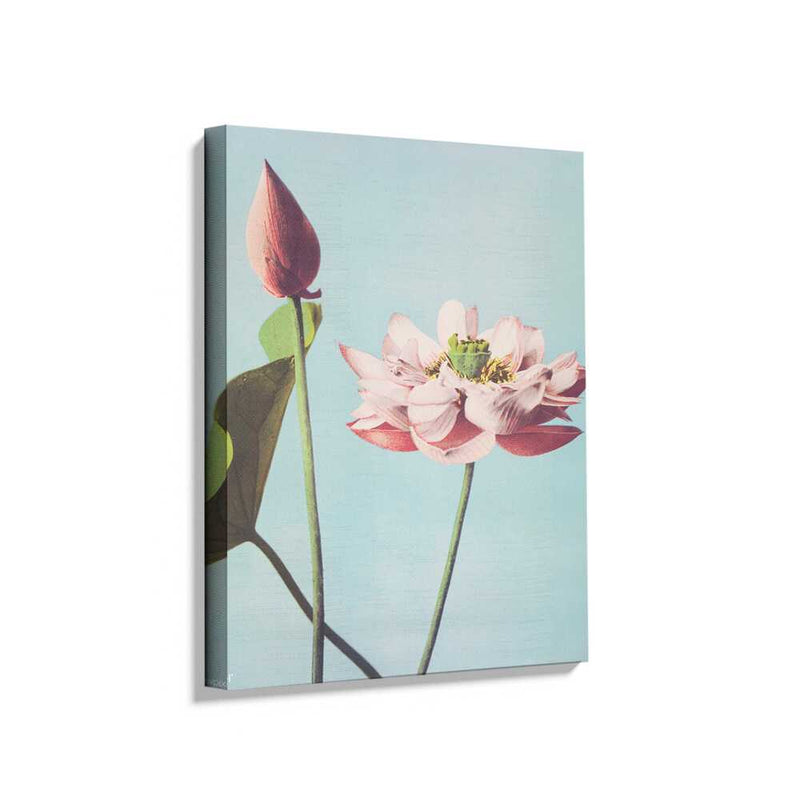 Picasoul - Picasoul Curated - Lotus Bloom - Wall Decor