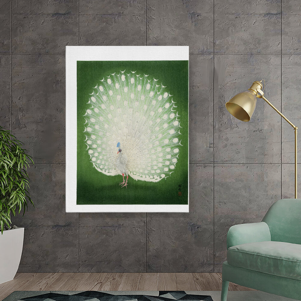 Majestic Peacock Display