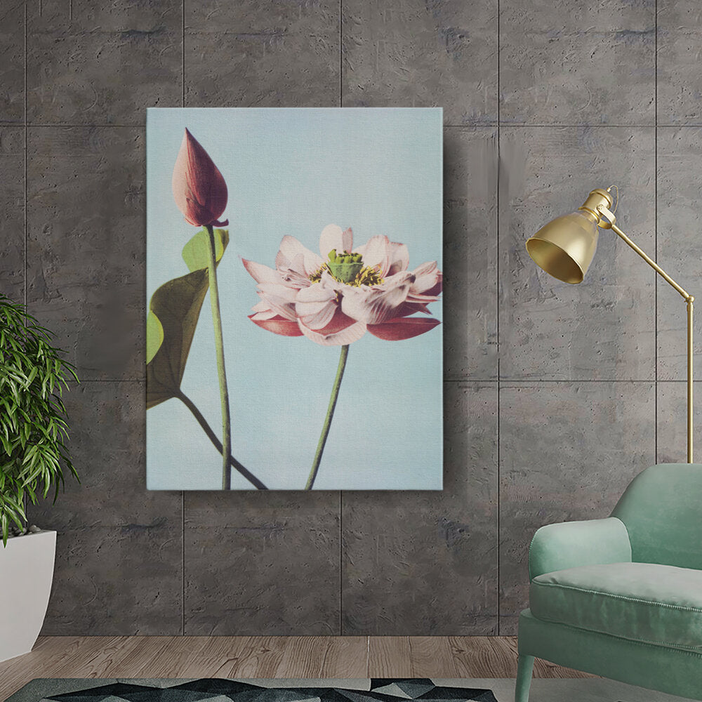 Lotus Blossom