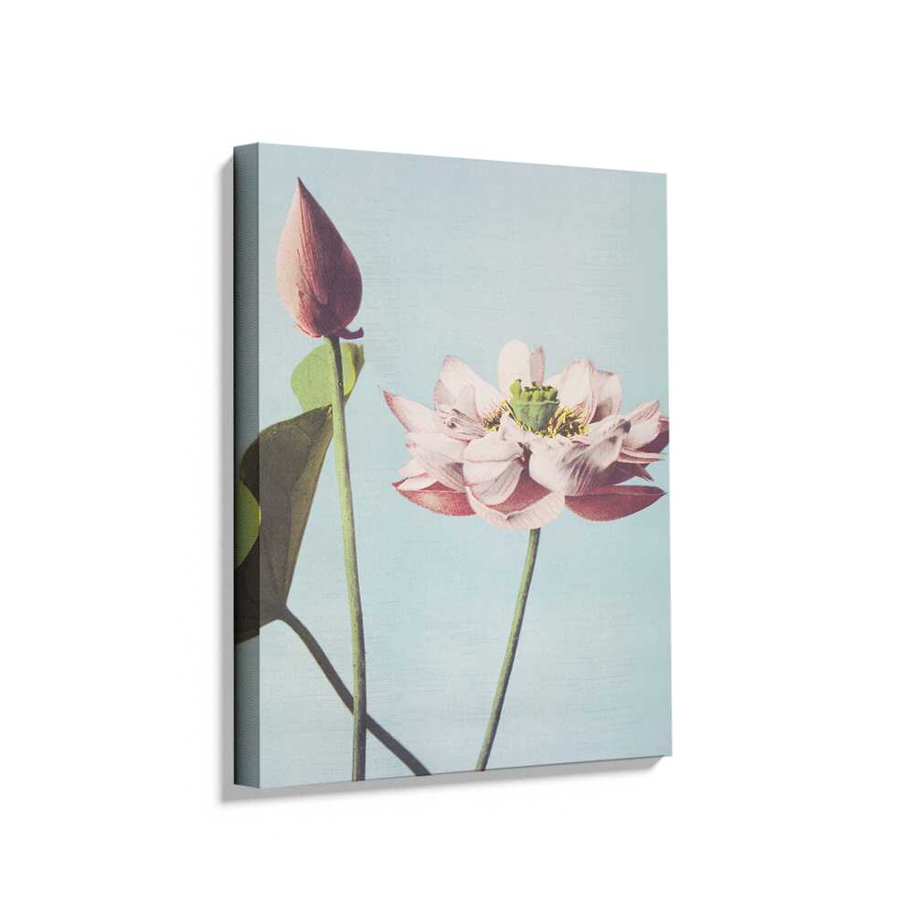Picasoul - Picasoul Curated - Lotus Blossom - Wall Decor