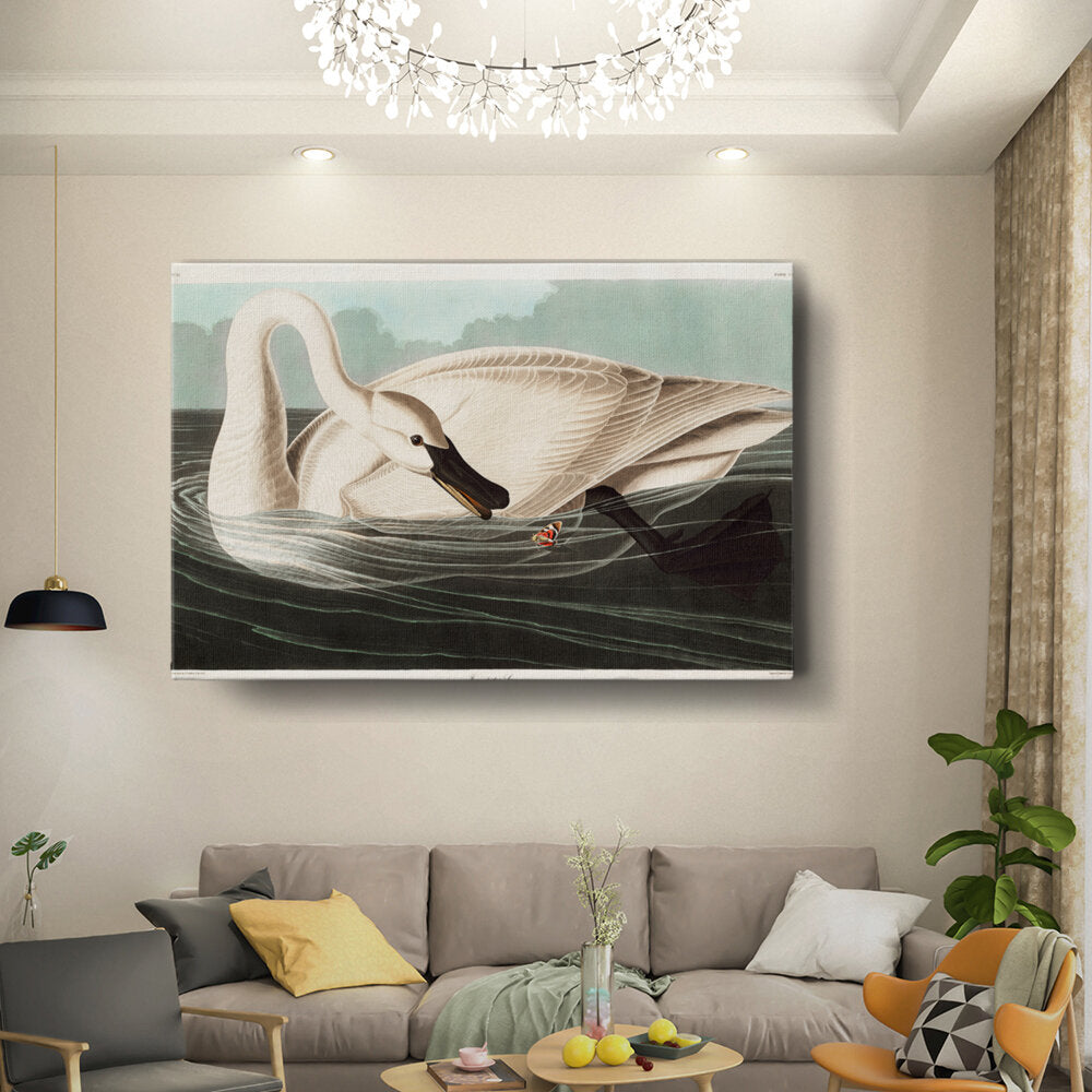 Graceful Swan