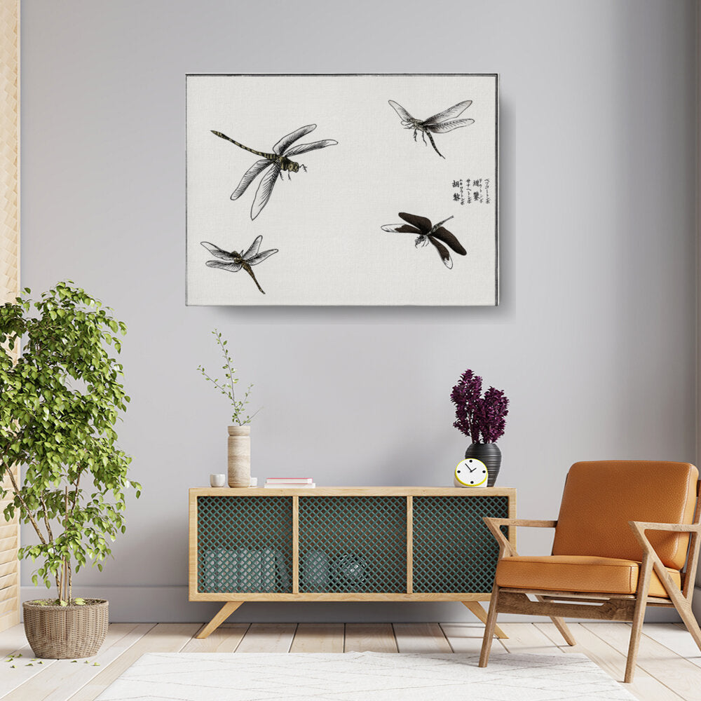 Dragonfly Studies