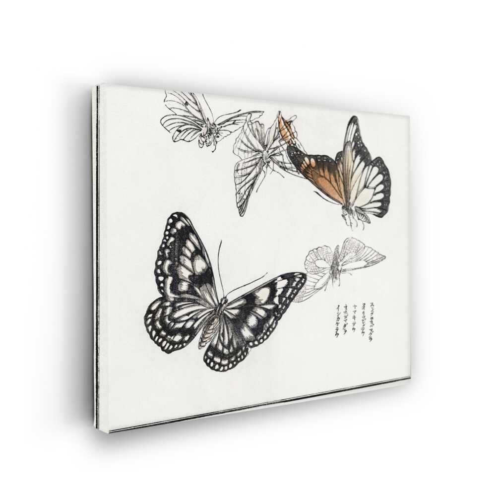 Picasoul - Picasoul Curated - Butterfly Study - Wall Decor