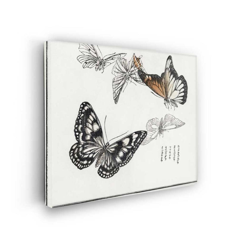 Picasoul - Picasoul Curated - Butterfly Study - Wall Decor