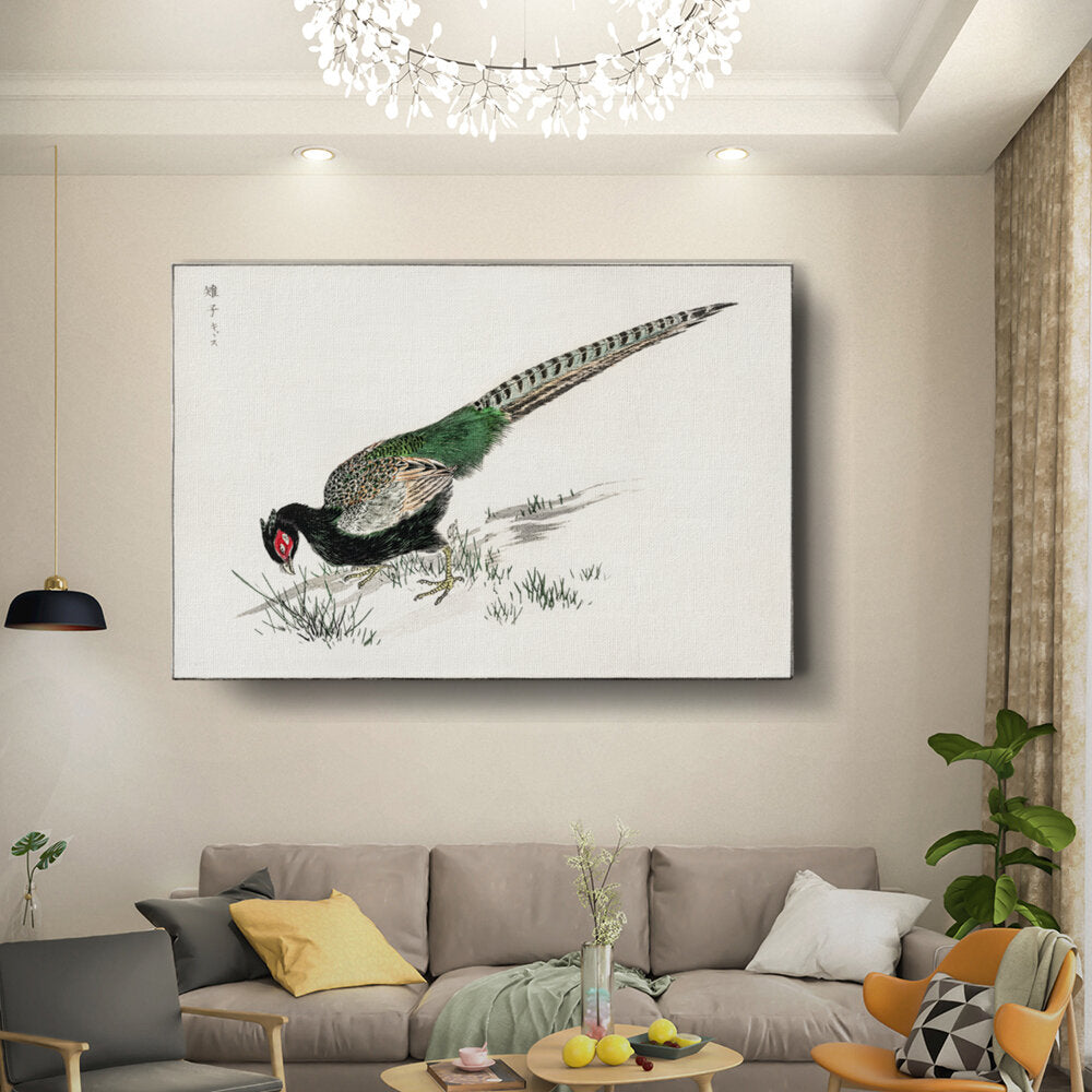 Kisune Peacock