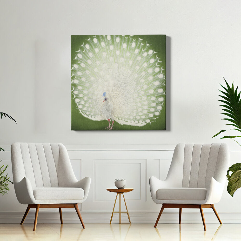 Majestic White Peacock
