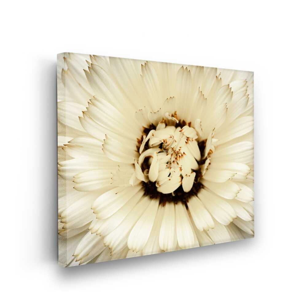Picasoul - Picasoul Curated - Delicate White Blossom 01 - Wall Decor