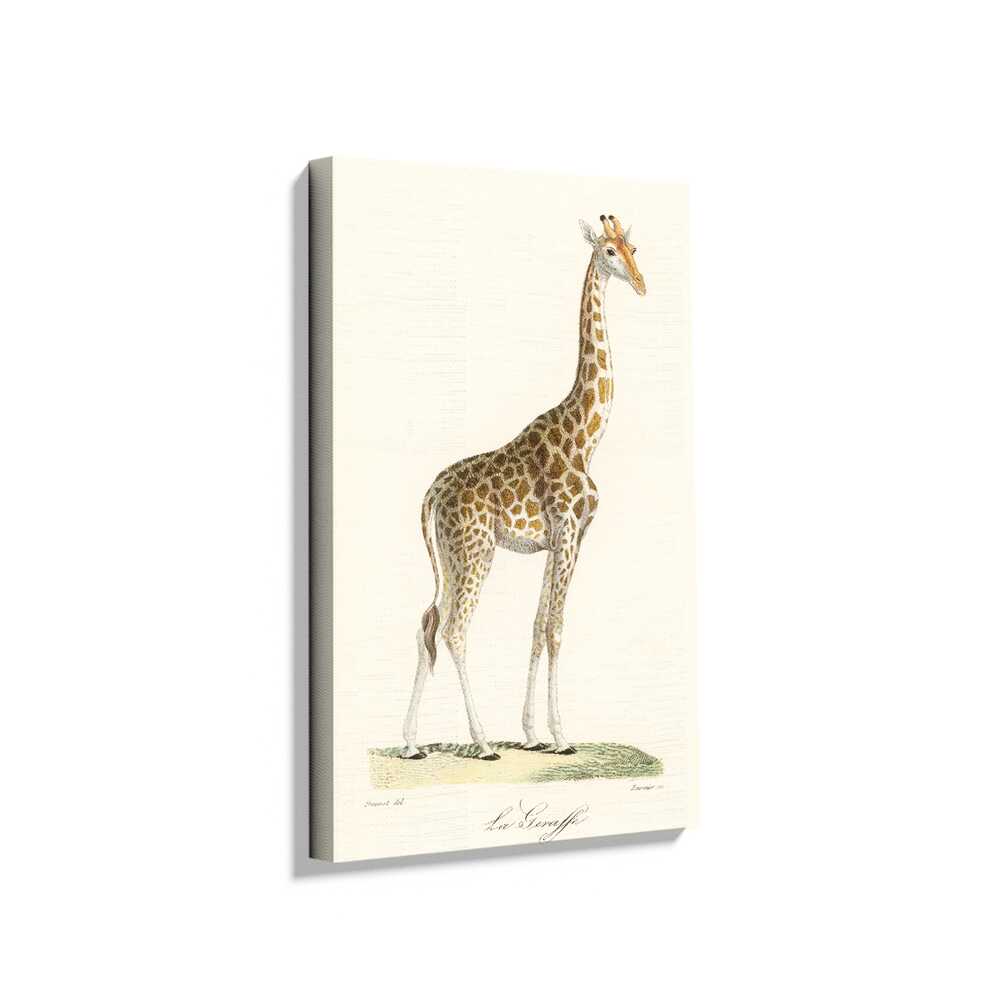 Picasoul - Picasoul Curated - The Giraffe - Wall Decor