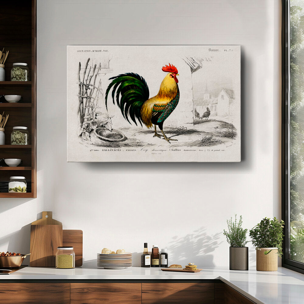 Colorful Rooster Illustration