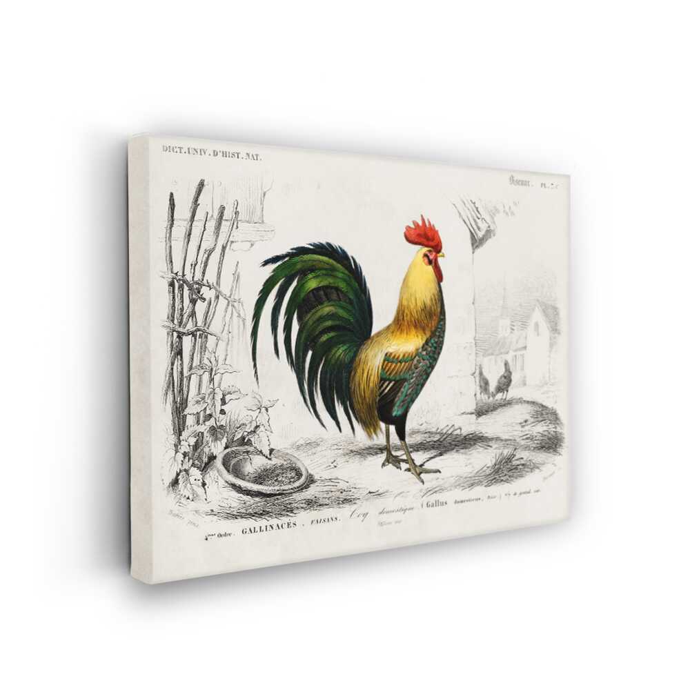 Picasoul - Picasoul Curated - Colorful Rooster Illustration - Wall Decor