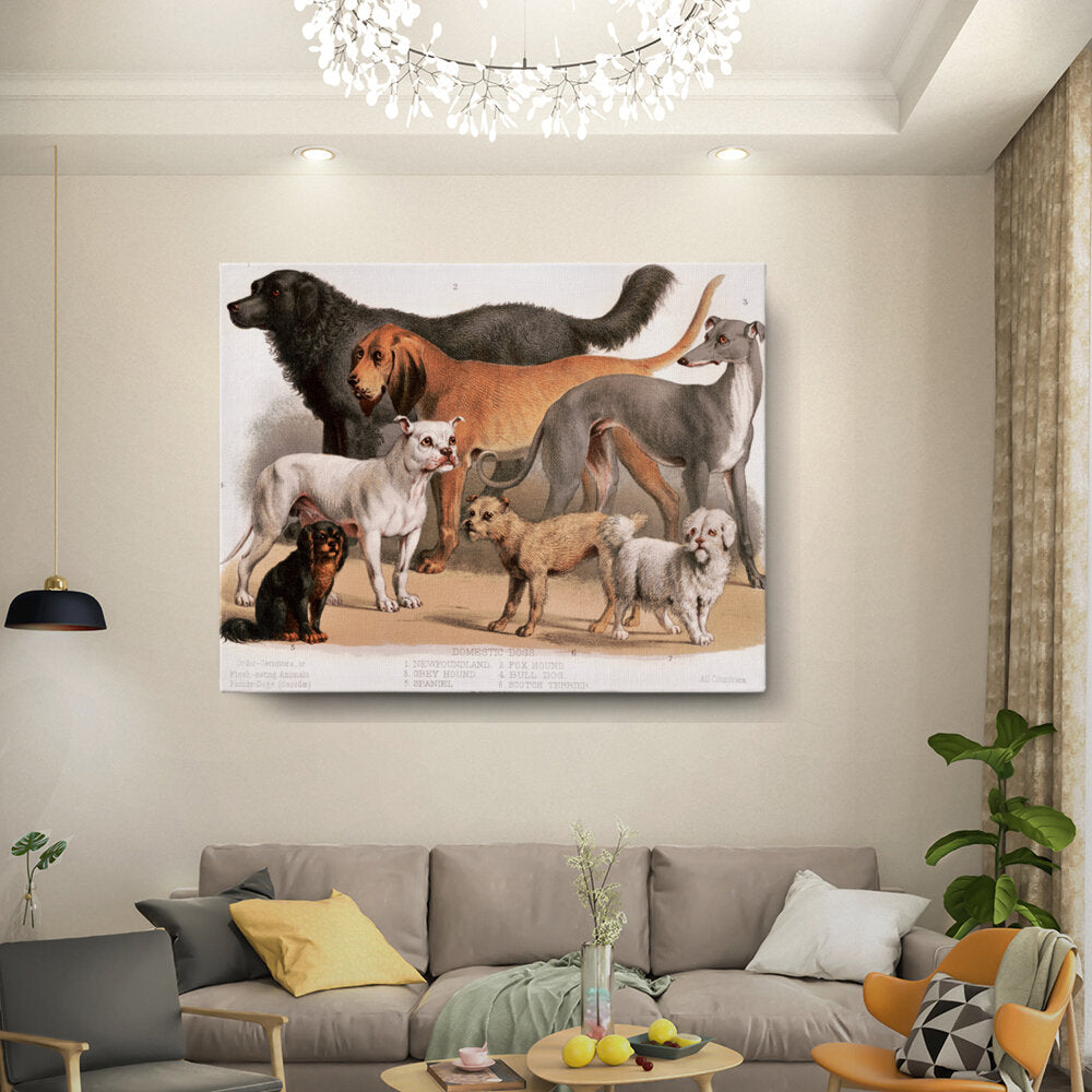 A Collection Of Domestic Dogs
