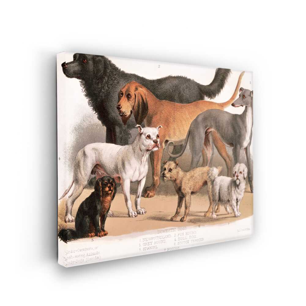 Picasoul - Picasoul Curated - A Collection Of Domestic Dogs - Wall Decor