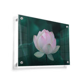 Beautiful Lotus - Acrylic Wall Photo
