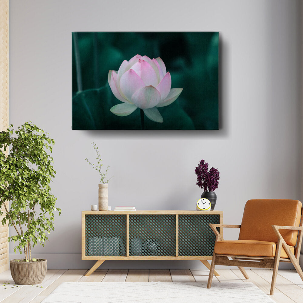 Beautiful Lotus