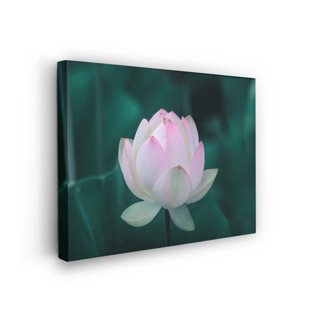 Picasoul - Picasoul Curated - Beautiful Lotus - Wall Decor