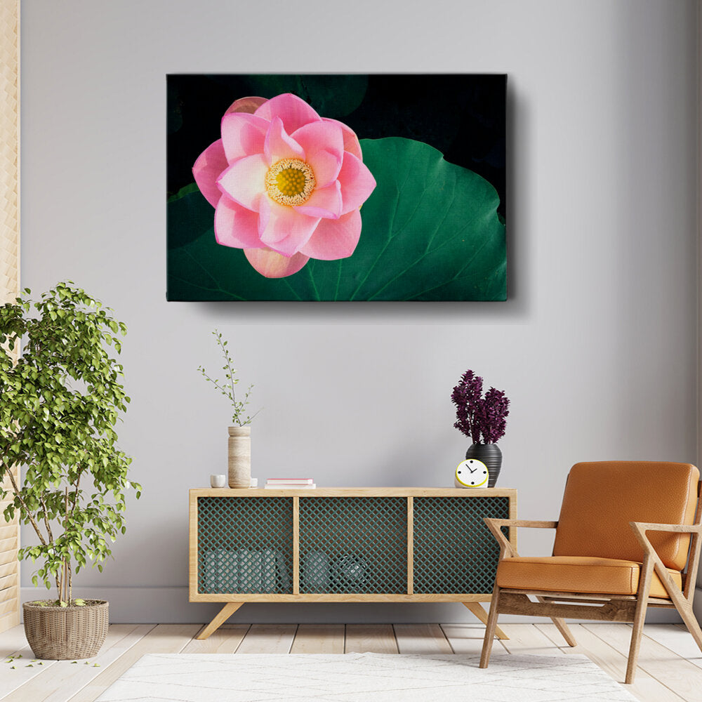 Pink Lotus Has Bloomed