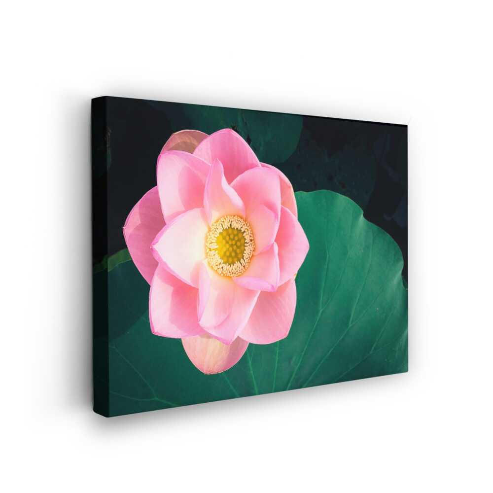 Picasoul - Picasoul Curated - Pink Lotus Has Bloomed - Wall Decor