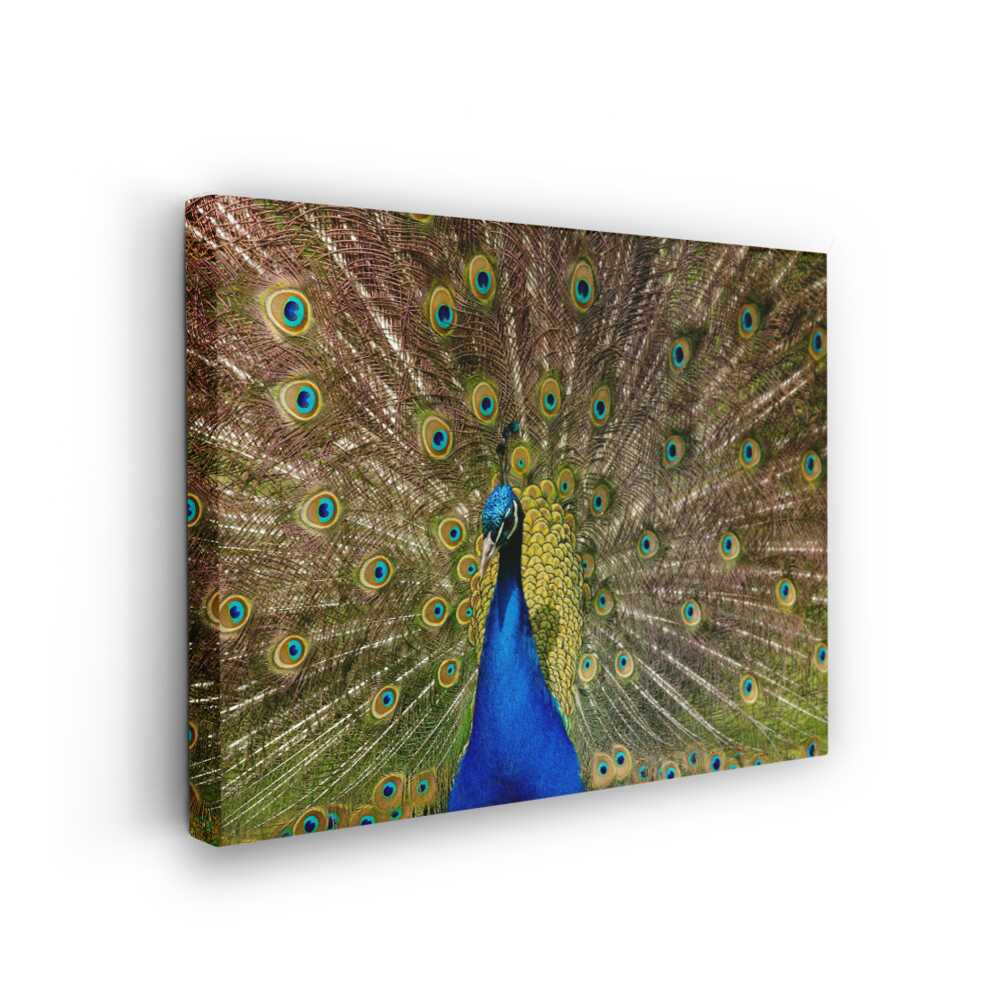 Picasoul - Picasoul Curated - Peacock With Feathers Open - Wall Decor