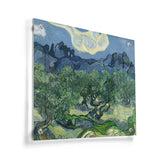 Olive Trees - Acrylic Wall Photo