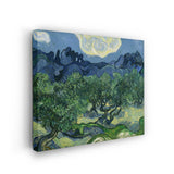 Olive Trees - Wall Canvas
